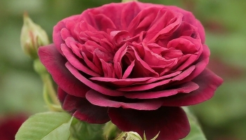 Удивительные свойства гидролата розы дамасской